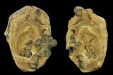 Bubble-Nose Actinopeltis Trilobite In Concretion - Rare Species #131340-3